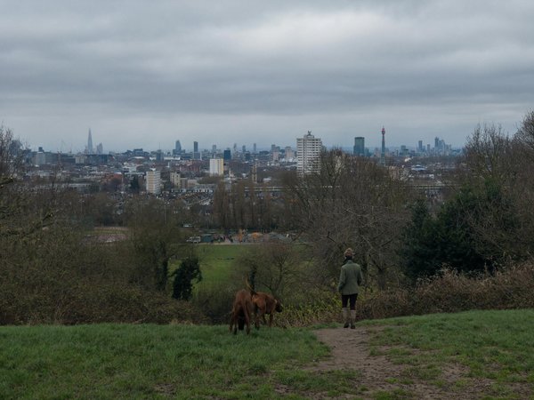Enhancing biodiversity: creative hedgerow strategies for sustainable farming in the uk
