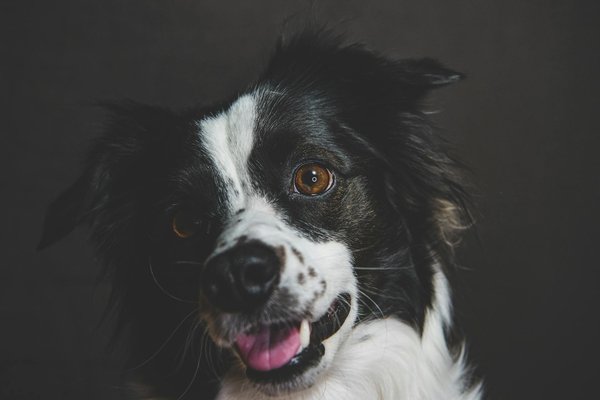 Ultimate Guide to Crafting the Perfect Diet for Your Pomeranian"s Sensitive Stomach