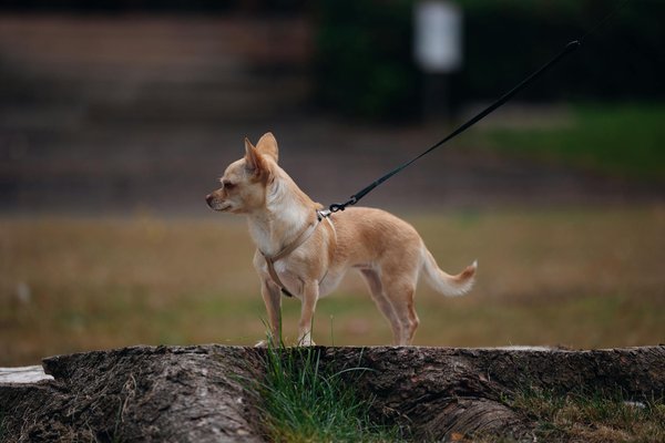 Transforming urban landscapes: how uk canal restoration initiatives boost biodiversity