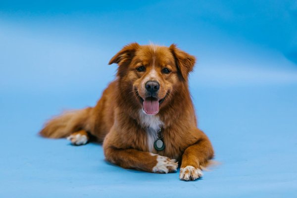 Unveiling Heartworm Disease in Cats: Key Symptoms, Prevention Strategies, and Treatment Guidelines You Should Know